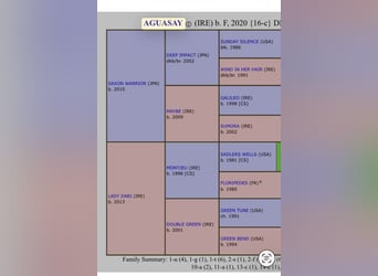 Anglo árabe, Yegua, 1 año, Castaño