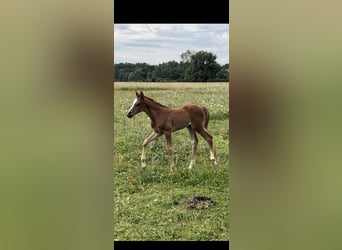 Anglo árabe, Yegua, 1 año, Castaño