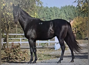 Anglo árabe, Yegua, 3 años, 160 cm, Negro