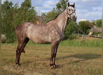 Anglo árabe, Yegua, 4 años, Tordo