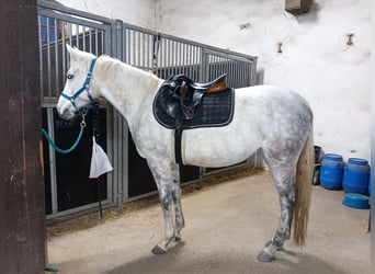 Anglo árabe Mestizo, Yegua, 5 años, 160 cm, White/Blanco