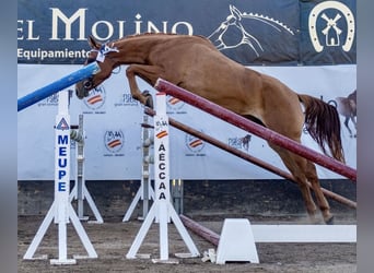 Anglo árabe, Yegua, 5 años, 166 cm, Alazán