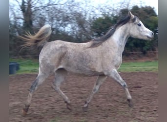 Anglo árabe, Yegua, 9 años, 155 cm, White/Blanco