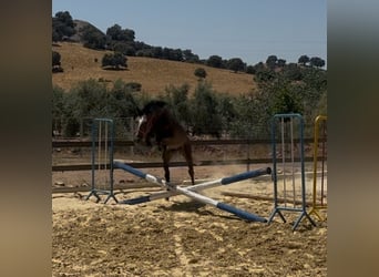 Anglo-Araber, Hengst, 4 Jahre, 160 cm, Rappschimmel