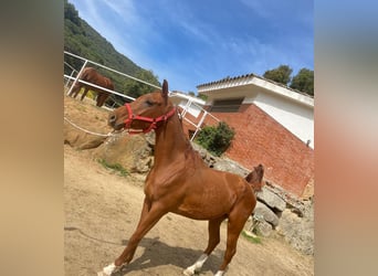 Anglo-Araber, Hengst, 4 Jahre, Schimmel