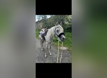Anglo-Araber, Hengst, 8 Jahre, 152 cm, Apfelschimmel