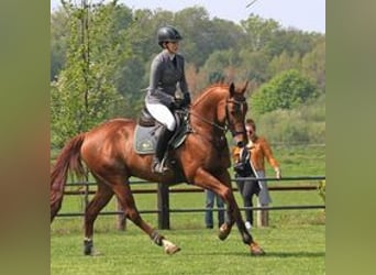 Anglo-Araber, Hengst, 16 Jahre, 162 cm, Fuchs