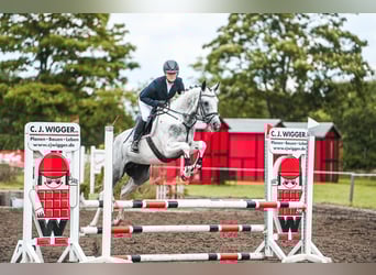 Anglo-Araber, Hengst, 8 Jahre, 164 cm, Schecke