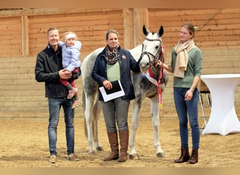 Anglo-Araber, Hengst, 8 Jahre, 164 cm, Schecke