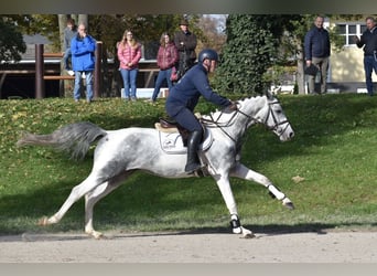 Anglo-Araber, Hengst, 8 Jahre, 164 cm, Schecke
