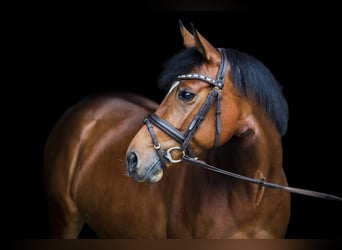 Anglo-Araber, Stute, 11 Jahre, 158 cm, Brauner