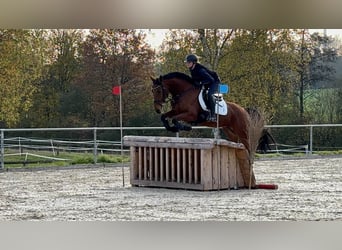Anglo-Araber, Stute, 11 Jahre, 163 cm, Brauner