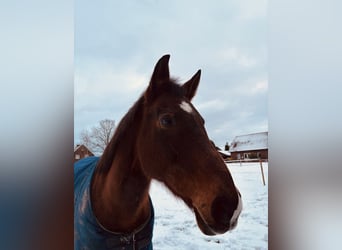 Anglo-Araber, Stute, 12 Jahre, 160 cm, Brauner