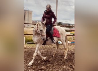 Anglo-Araber, Stute, 17 Jahre, 158 cm, Schimmel