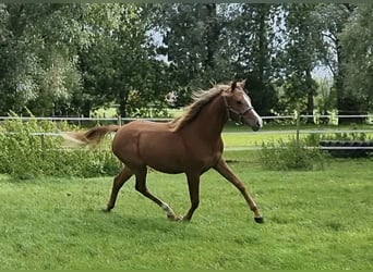 Anglo-Araber, Stute, 1 Jahr, 160 cm, Fuchs