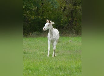 Anglo-Araber, Stute, 1 Jahr, 165 cm, Sabino