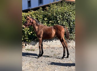 Anglo-Araber, Stute, 1 Jahr, Brauner