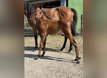 Anglo-Araber, Stute, 1 Jahr, Brauner