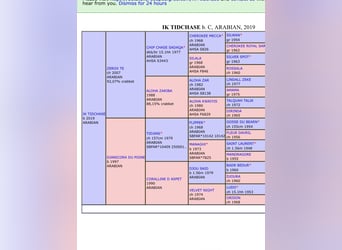 Anglo-Araber, Stute, 1 Jahr, Brauner
