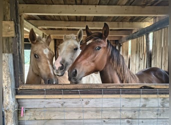 Anglo-Araber, Stute, 1 Jahr, Palomino