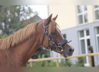 Anglo-Araber Mix, Stute, 24 Jahre, 138 cm, Fuchs