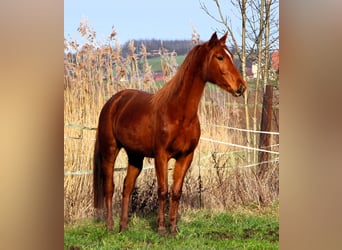 Anglo-Araber, Stute, 6 Jahre, 158 cm, Fuchs