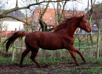 Anglo-Araber, Stute, 6 Jahre, 158 cm, Fuchs