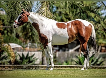 Anglo-Araber, Stute, 6 Jahre, 160 cm, Schecke