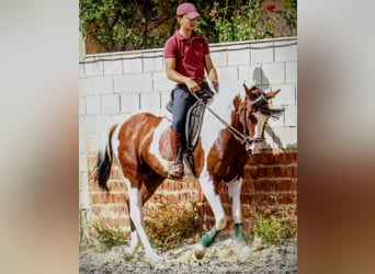 Anglo-Araber, Stute, 6 Jahre, 160 cm, Schecke