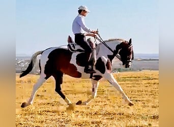 Anglo-Araber, Stute, 6 Jahre, 160 cm, Schecke