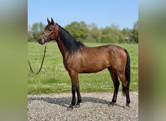 Anglo-Araber Mix, Stute, 7 Jahre, 156 cm, Brauner