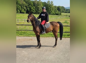 Anglo-Araber Mix, Stute, 7 Jahre, 156 cm, Brauner