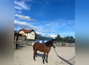 Anglo-Araber Mix, Stute, 8 Jahre, 147 cm, Brauner