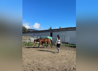 Anglo-Araber Mix, Stute, 8 Jahre, 147 cm, Brauner