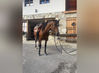 Anglo-Araber Mix, Stute, 8 Jahre, 147 cm, Brauner