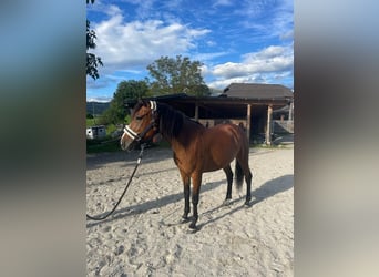 Anglo-Araber Mix, Stute, 8 Jahre, 147 cm, Brauner