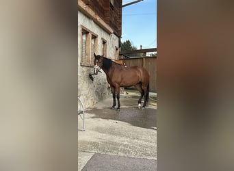 Anglo-Araber Mix, Stute, 8 Jahre, 147 cm, Brauner