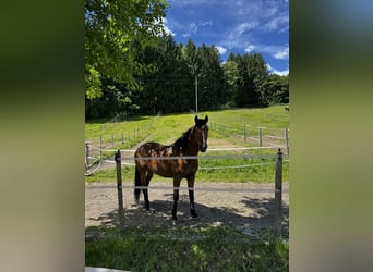 Anglo-Araber Mix, Stute, 8 Jahre, 147 cm, Brauner