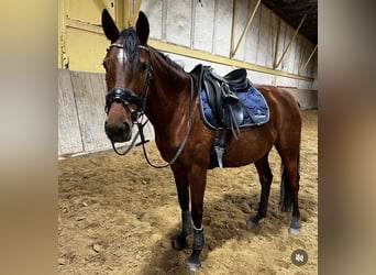 Anglo-Araber, Stute, 8 Jahre, 151 cm, Brauner