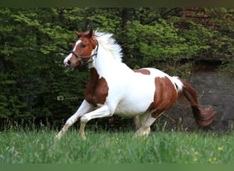 Anglo-Araber, Stute, 8 Jahre, 164 cm, Schecke