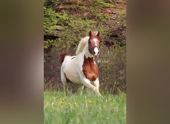 Anglo-Araber, Stute, 8 Jahre, 164 cm, Schecke