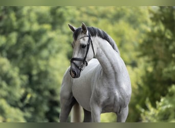 Anglo-Araber, Stute, 8 Jahre, 164 cm, Schimmel