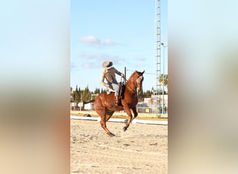 Anglo-Araber, Wallach, 10 Jahre, 164 cm, Brauner