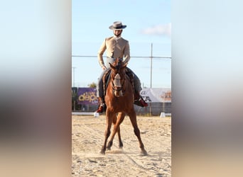 Anglo-Araber, Wallach, 10 Jahre, 164 cm, Brauner