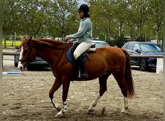 Anglo-Araber, Wallach, 10 Jahre, 164 cm, Fuchs