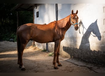 Anglo-Araber, Wallach, 11 Jahre, 170 cm, Fuchs