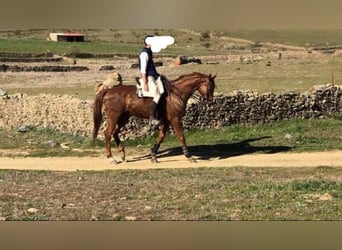 Anglo-Araber, Wallach, 11 Jahre, 170 cm, Fuchs