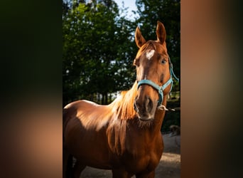 Anglo-Araber, Wallach, 11 Jahre, 170 cm, Fuchs