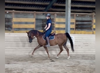 Anglo-Araber, Wallach, 13 Jahre, 153 cm, Fuchs