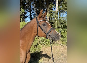 Anglo-Araber, Wallach, 13 Jahre, 153 cm, Fuchs